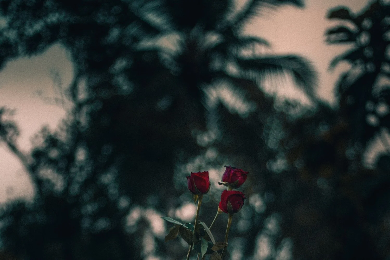 Red roses in near darkness, the mood the best dark romance books run on