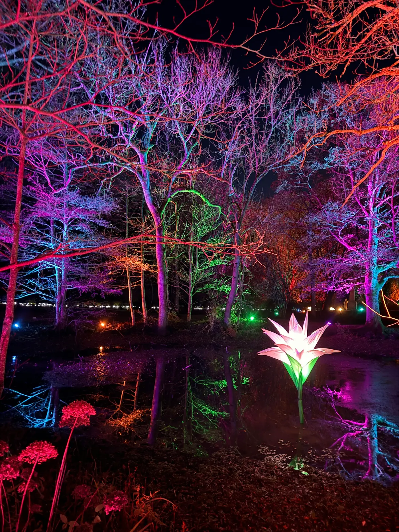 Bare trees lit purple, orange, and green above a dark pond, with a glowing white lily sculpture at the water’s edge, like the garden light walks around Los Angeles