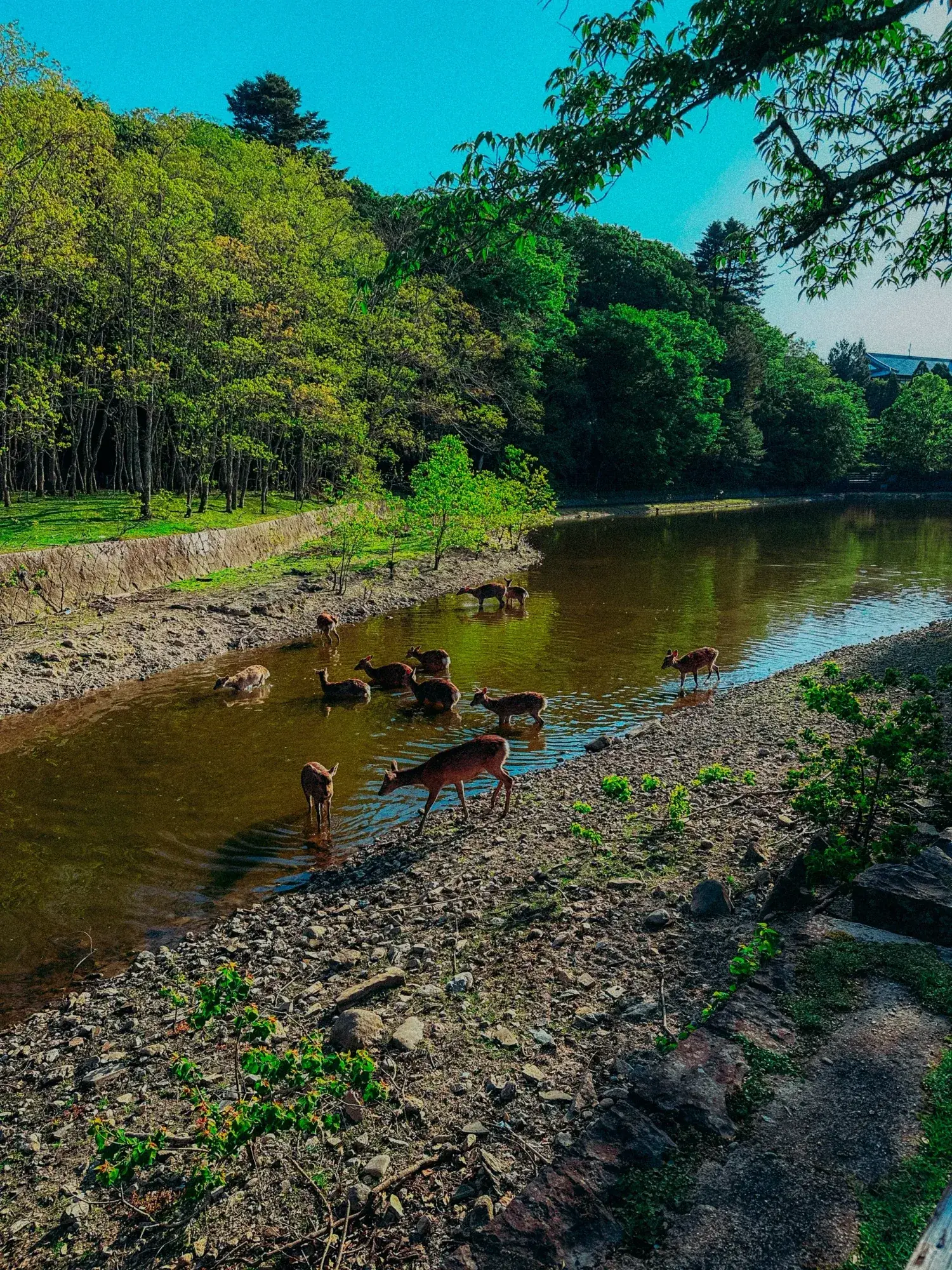 hanging out with the bowing deer in Nara Japan