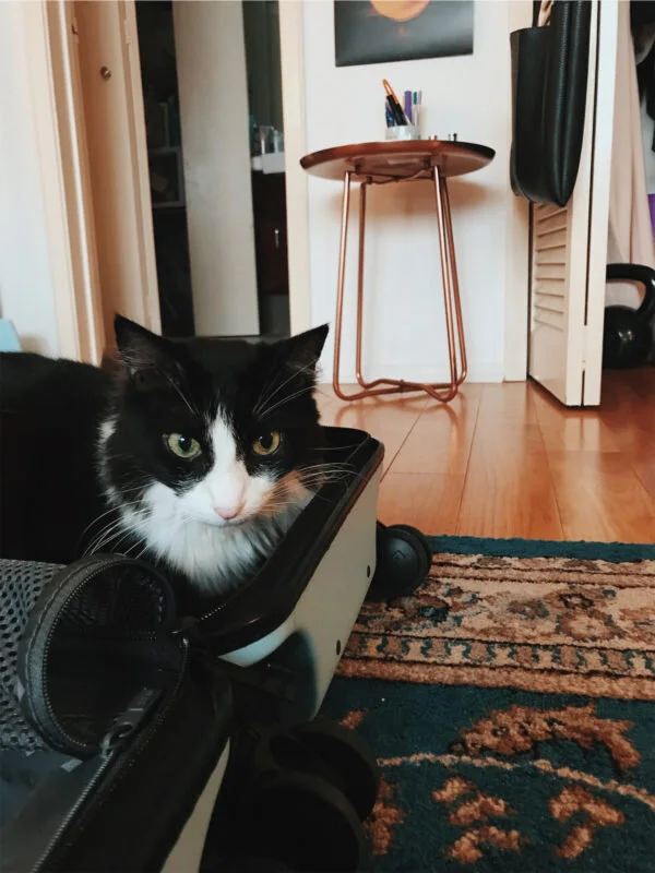 my cat rika and sometimes travel buddy