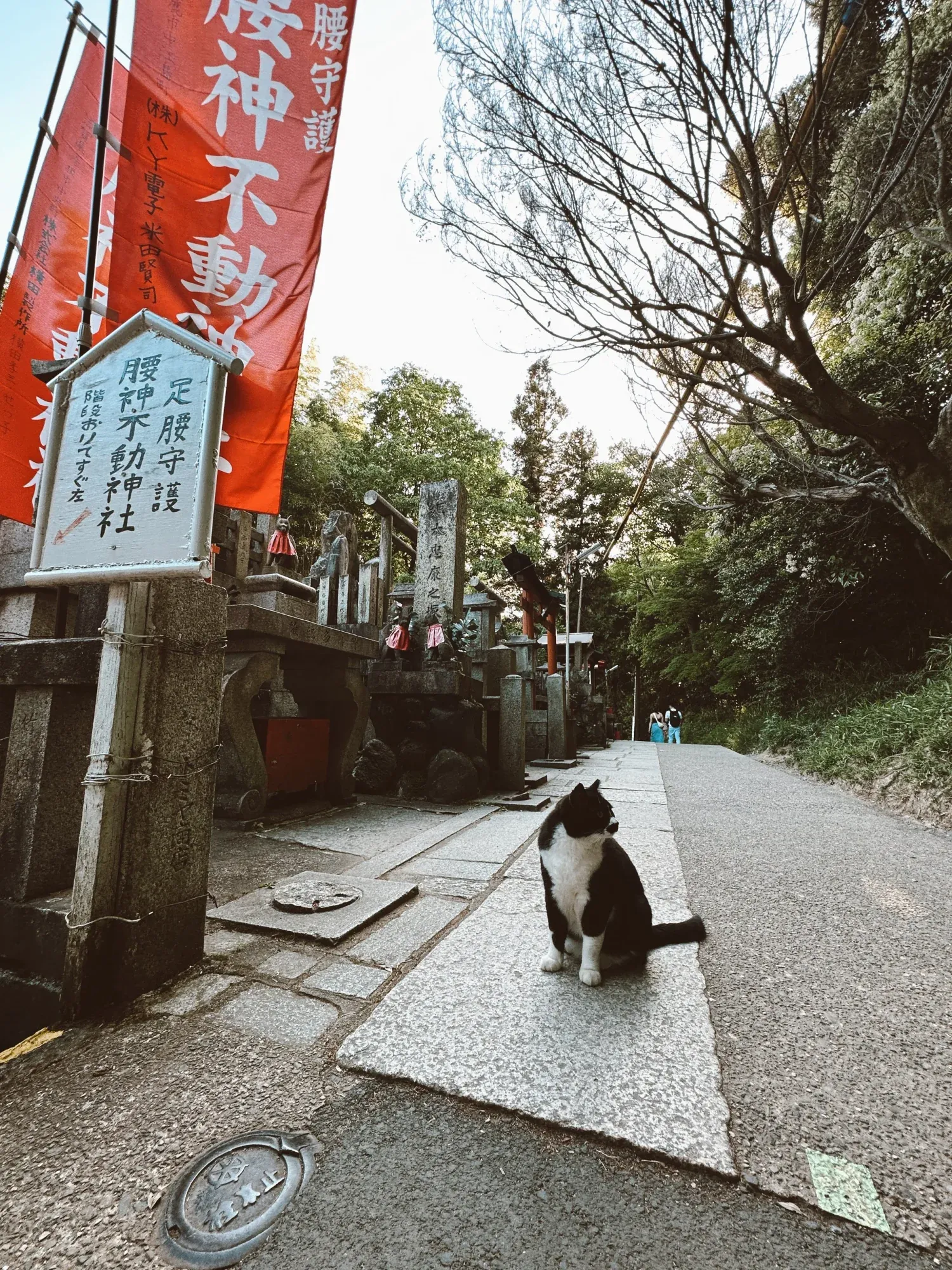 cats of the fushimi inari shrine