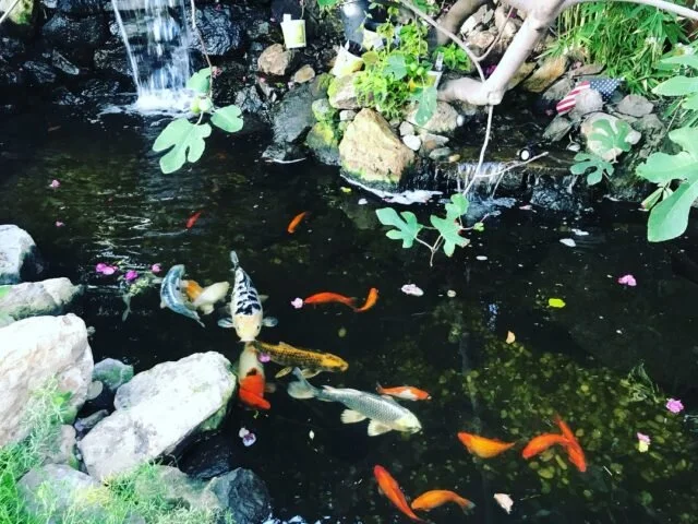 Jackson Market in Culver City is my favorite westside cafe because of its koi pond and LIFE CHANGING breakfast burritos