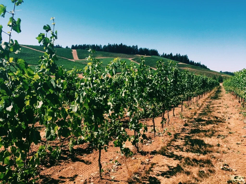 my Portland trip consisted of mandatory winery, brewery, and coffeeshop visits