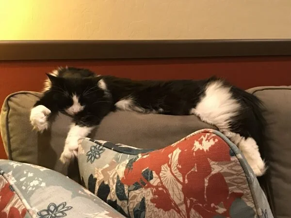 my cat rika in a coma after the vet (2017; oil on canvas)