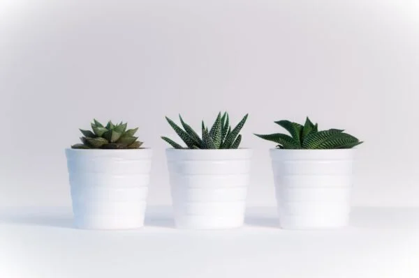 with all of these plant photos am I:  A) compensating for the fact that every plant I bring into my home dies/is eaten by my cat and I haven't processed this or, B) just really into succulents right now